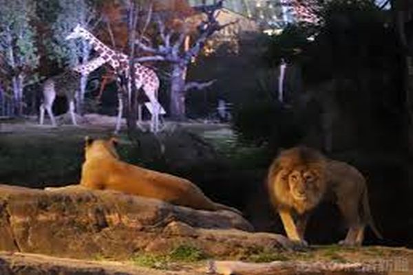 夏イベントでプロポーズ⑤
天王寺動物園ナイトZOO