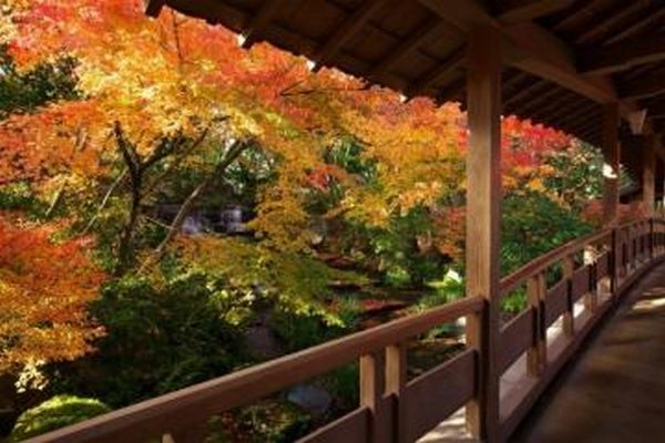 秋プロポーズ　兵庫県　好古園　紅葉