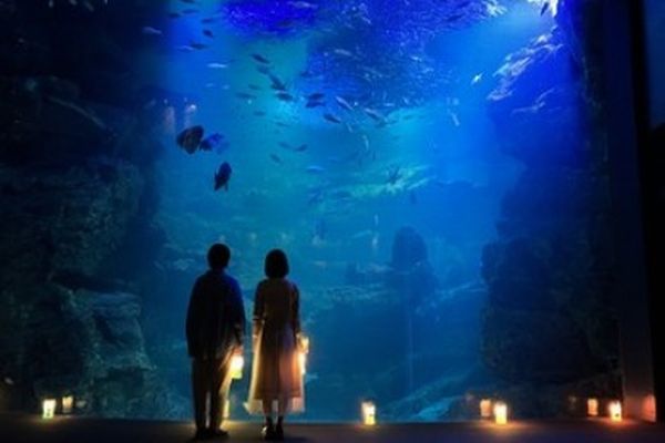 プロポーズにおすすめの夏イベント
 京都水族館